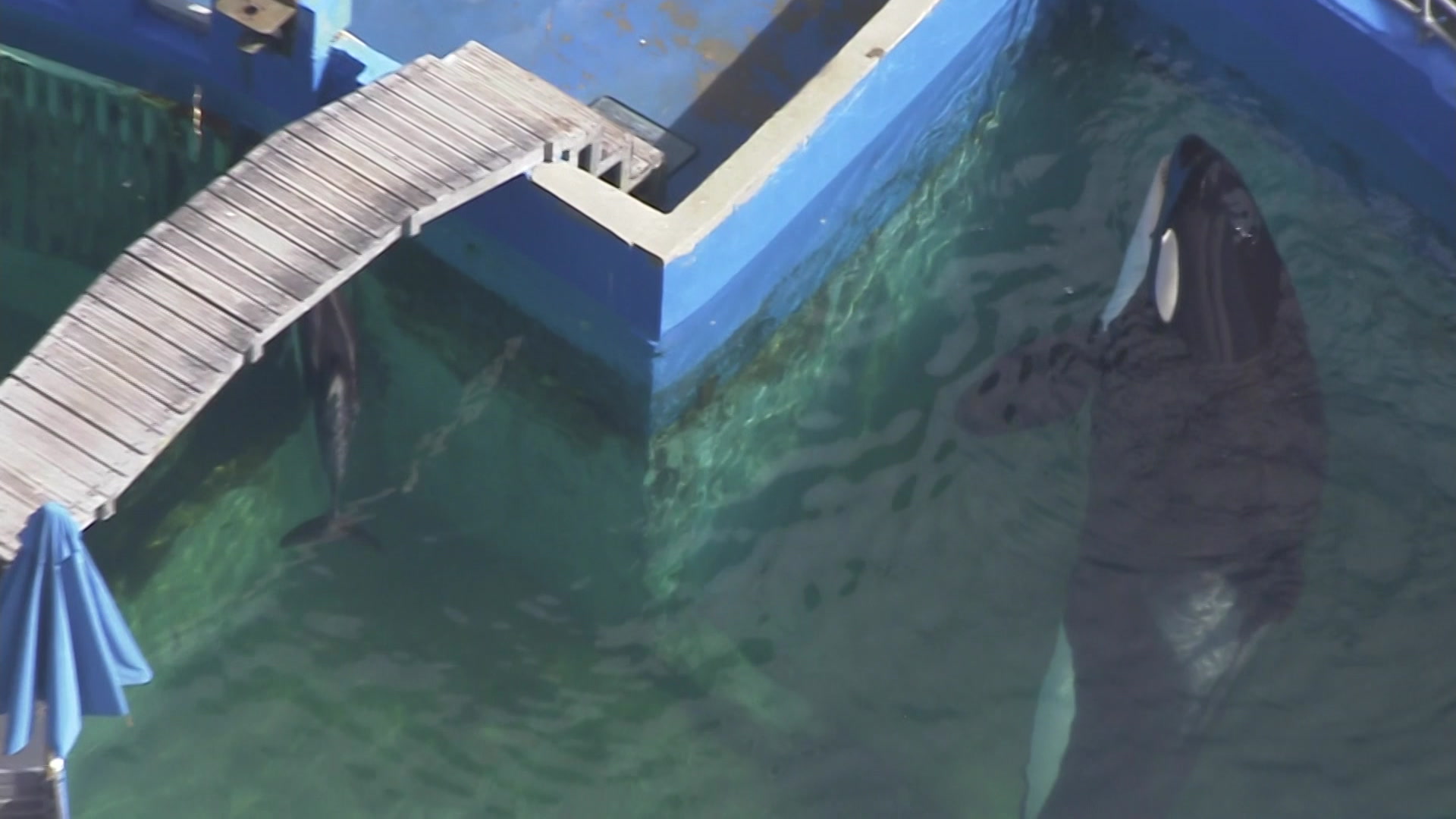Lolita ‘Feeling Better’ At Miami Seaquarium Despite PETA Claims Killer Whale Is ‘Deathly Sick’