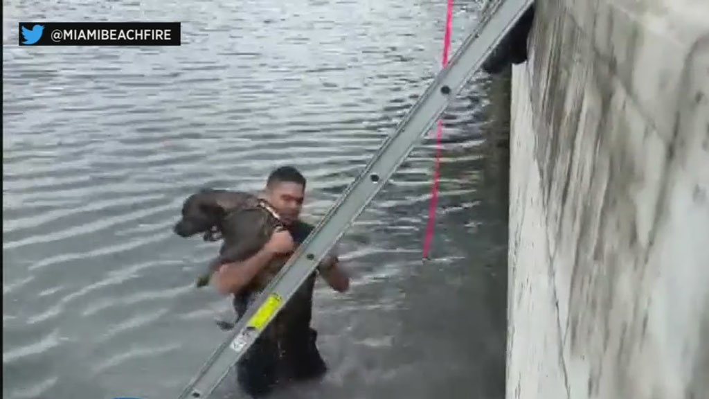 Miami Beach Firefighters Rescue Dog That Fell Into The Bay
