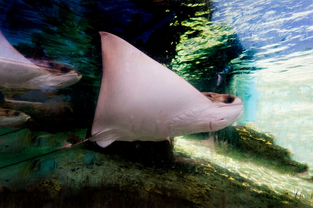 Florida Zoo Stingray Habitat To Reopen A Year After 12 Rays Found Dead