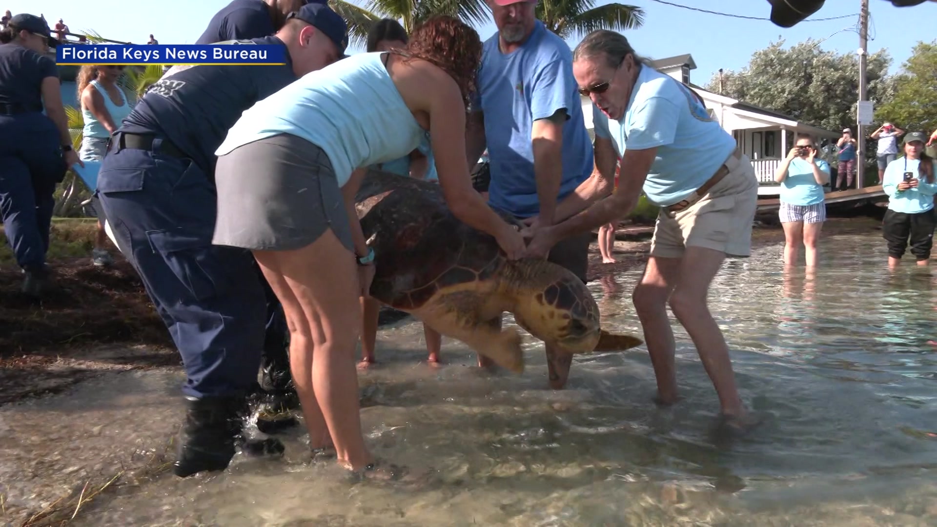 See Ya ‘Sheldon’, Sea Turtle Release In Florida Keys With Satellite Tracker