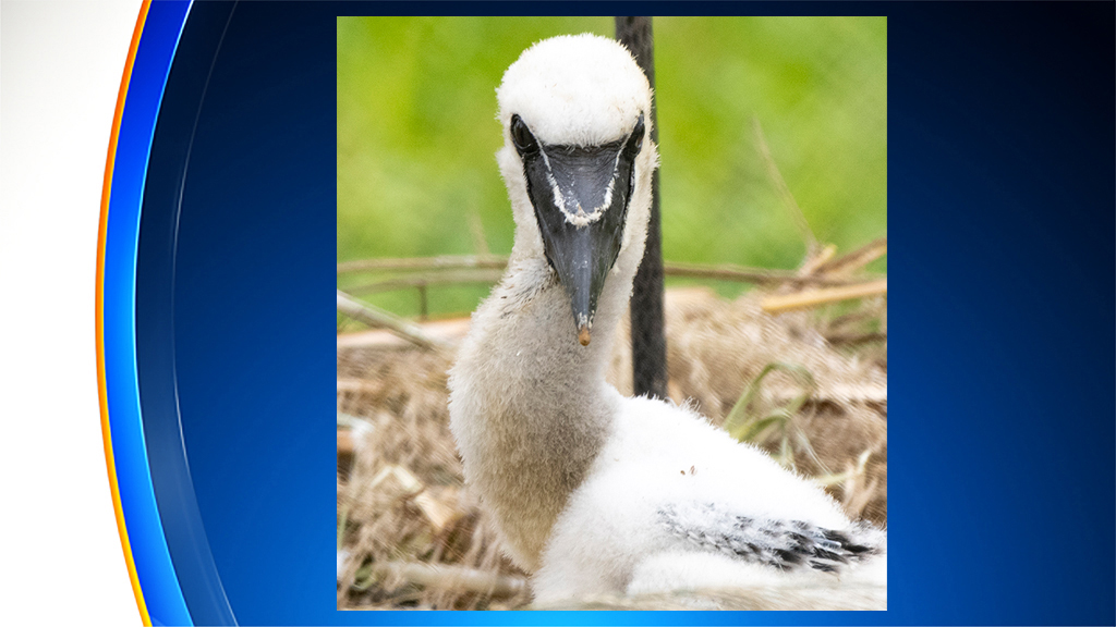 Zoo Miami Welcomes Baby Saddlebill Stork