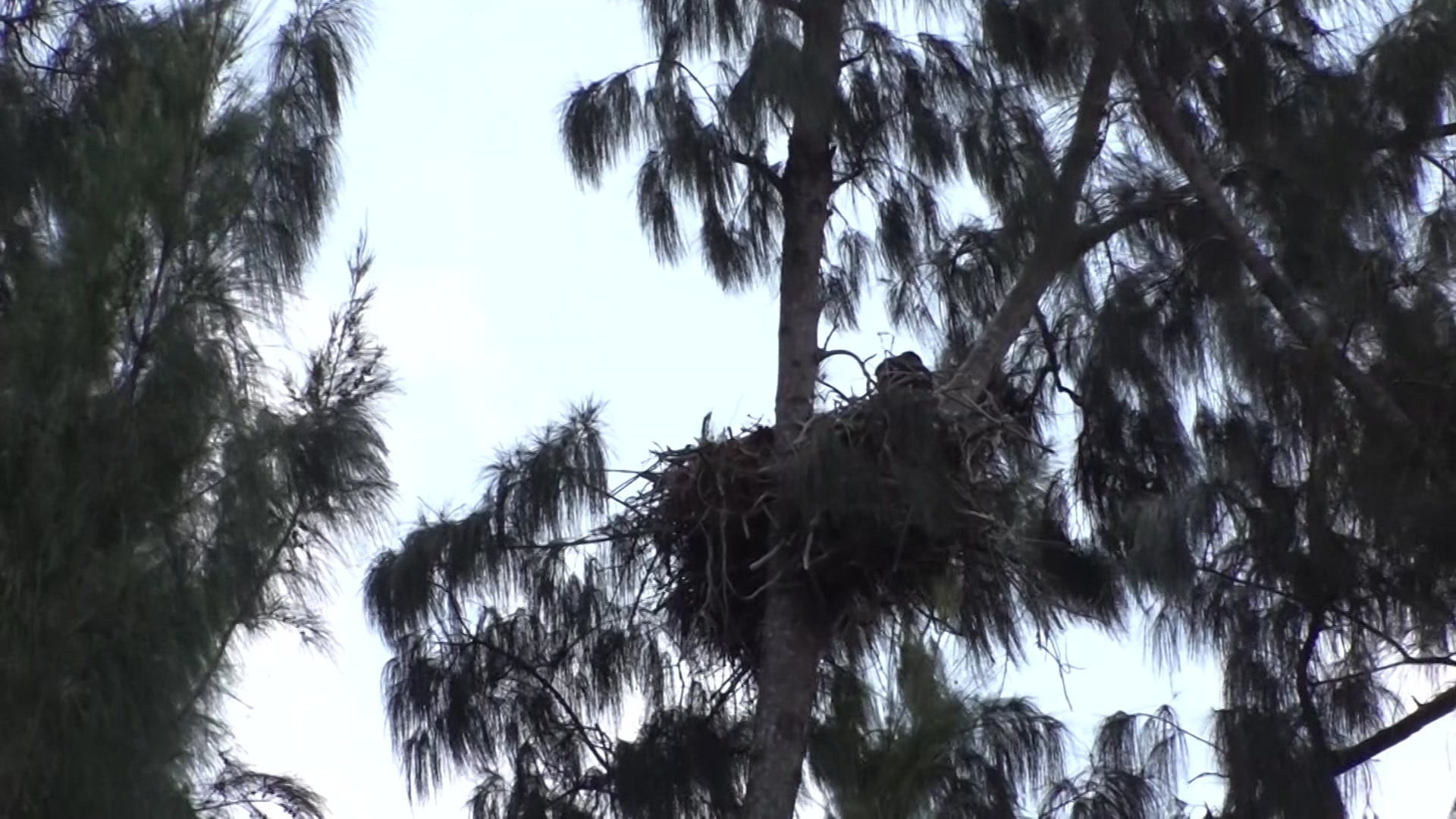 Bird Watchers, Wildlife Enthusiasts Want To Save Pembroke Pines Eagles’ Nesting Land From Developers