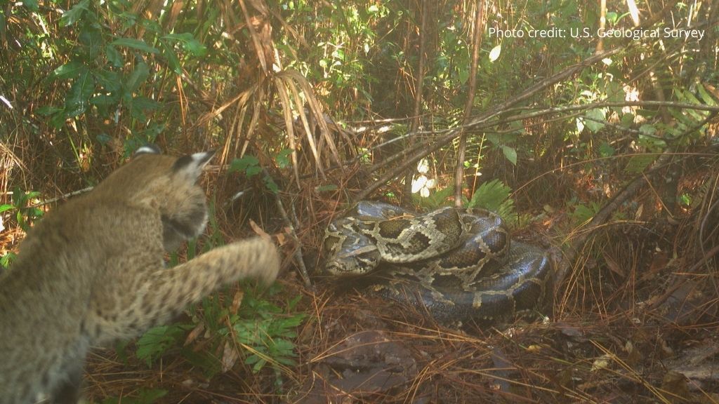 SEE IT: Rare Video Shows Florida Bobcat Fighting Invasive Burmese Python After Raiding Nest For Eggs