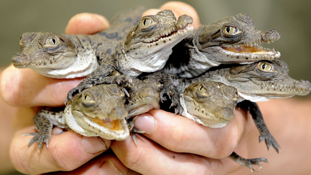 Record-Breaking Nesting Season For American Crocodile Hatchlings At Turkey Point Power Plant