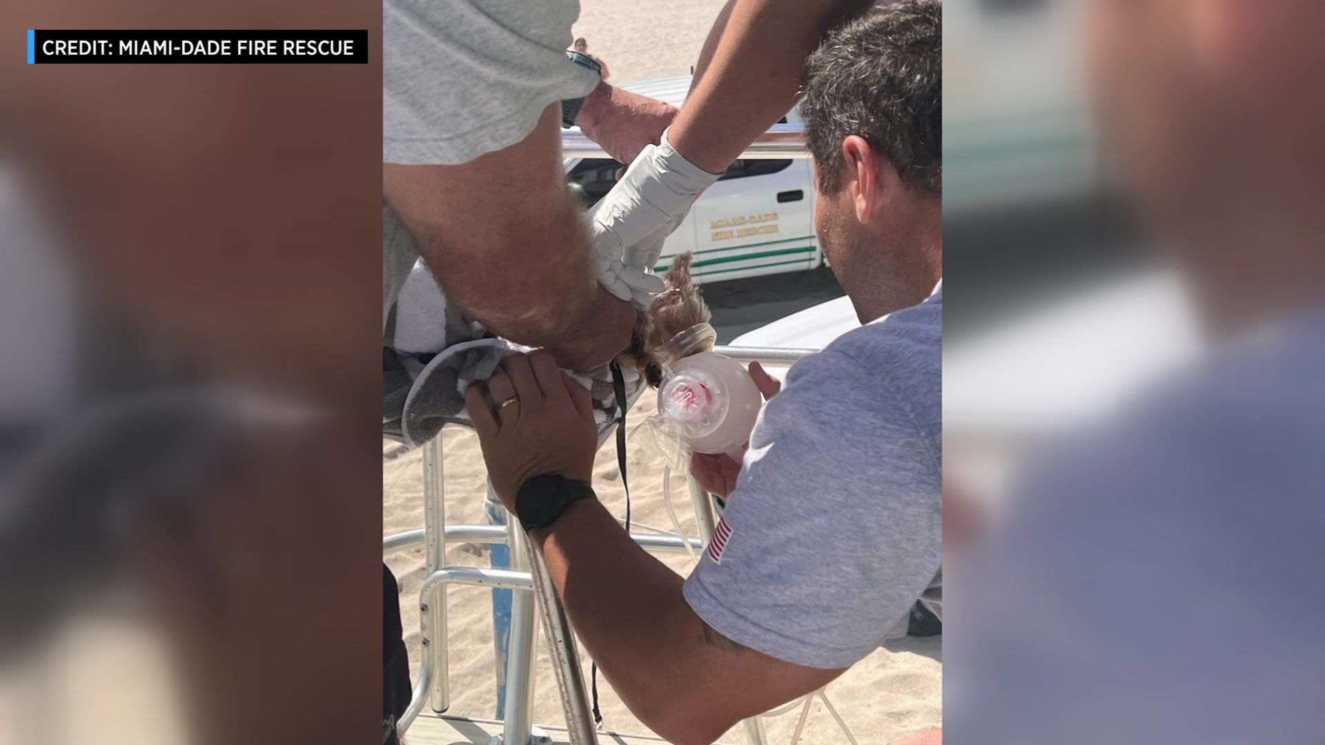 Miami-Dade Fire Rescue Saves Small Dog From Drowning At Haulover Beach