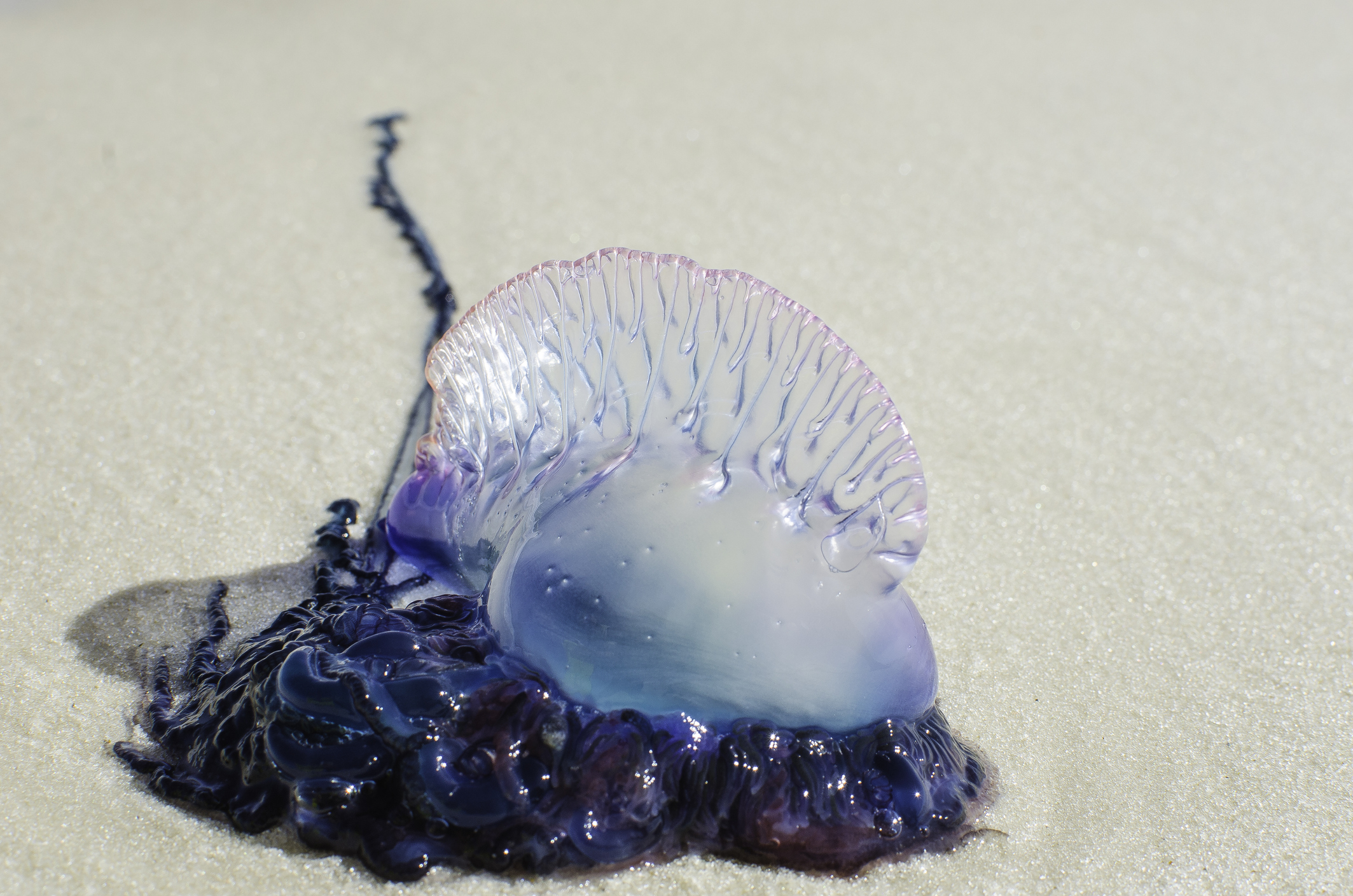 Beachgoers Urged To Stay Away From Stinging Portuguese Man-Of-War