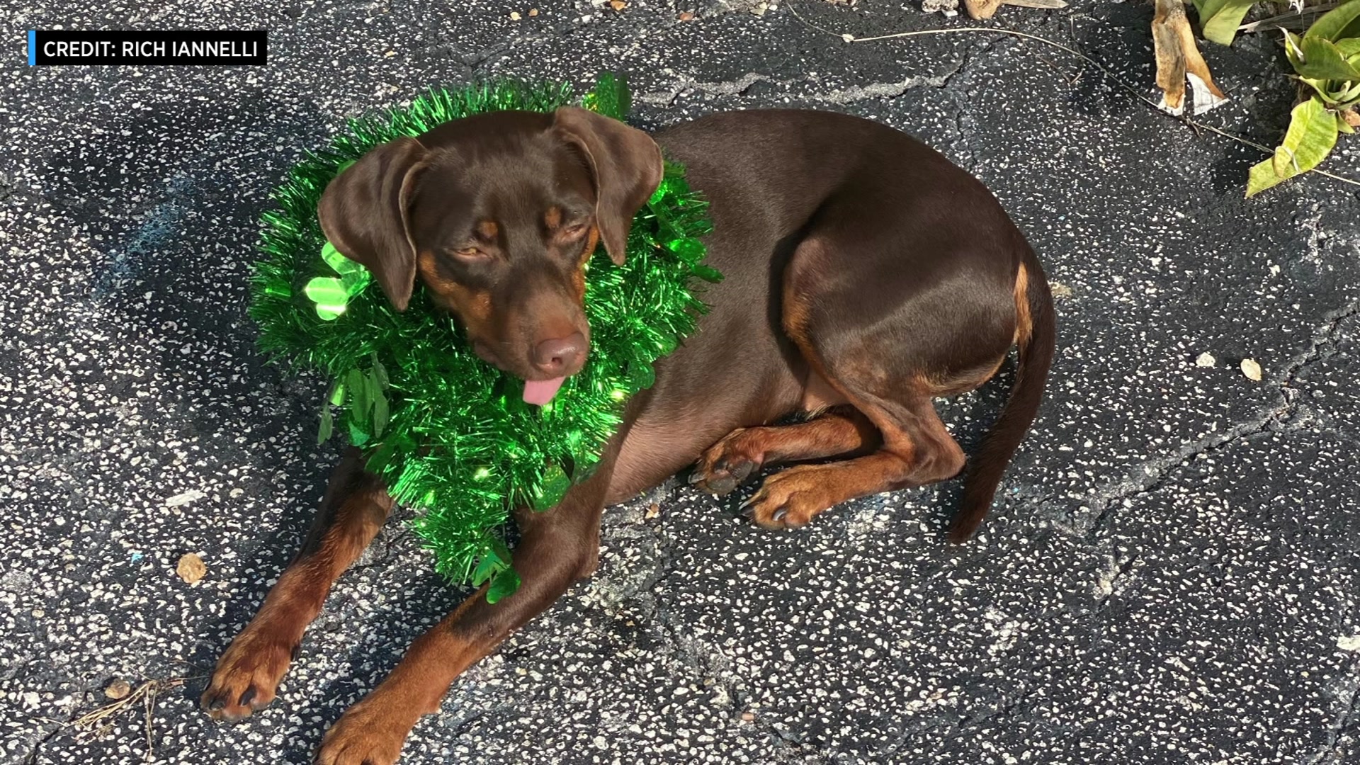 ‘Clover’ The Miracle Dog Is One Lucky Dog This St. Patrick’s Day
