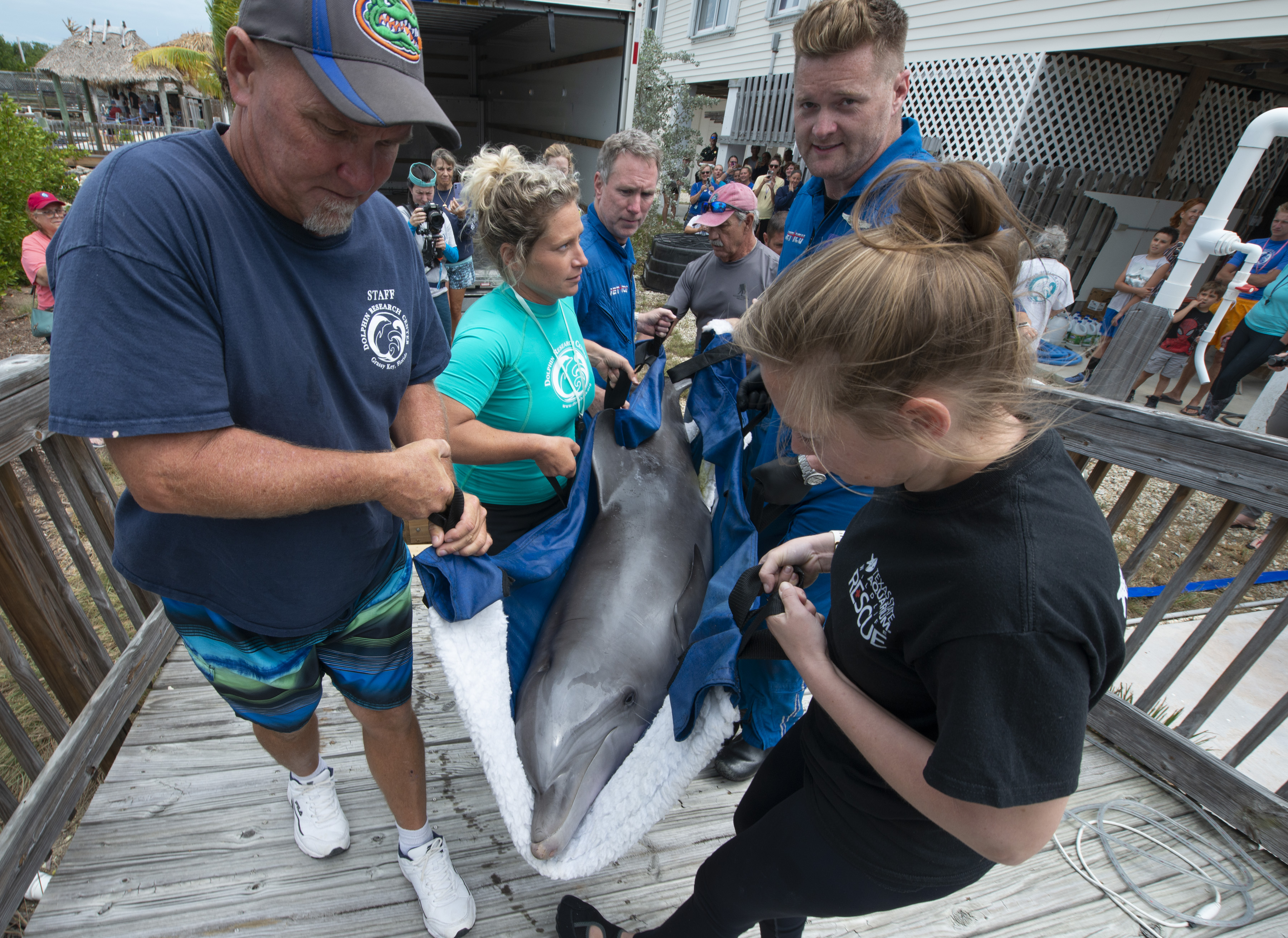 Rehabilitated Dolphin Named Ranger Arrives At Florida Keys Facility