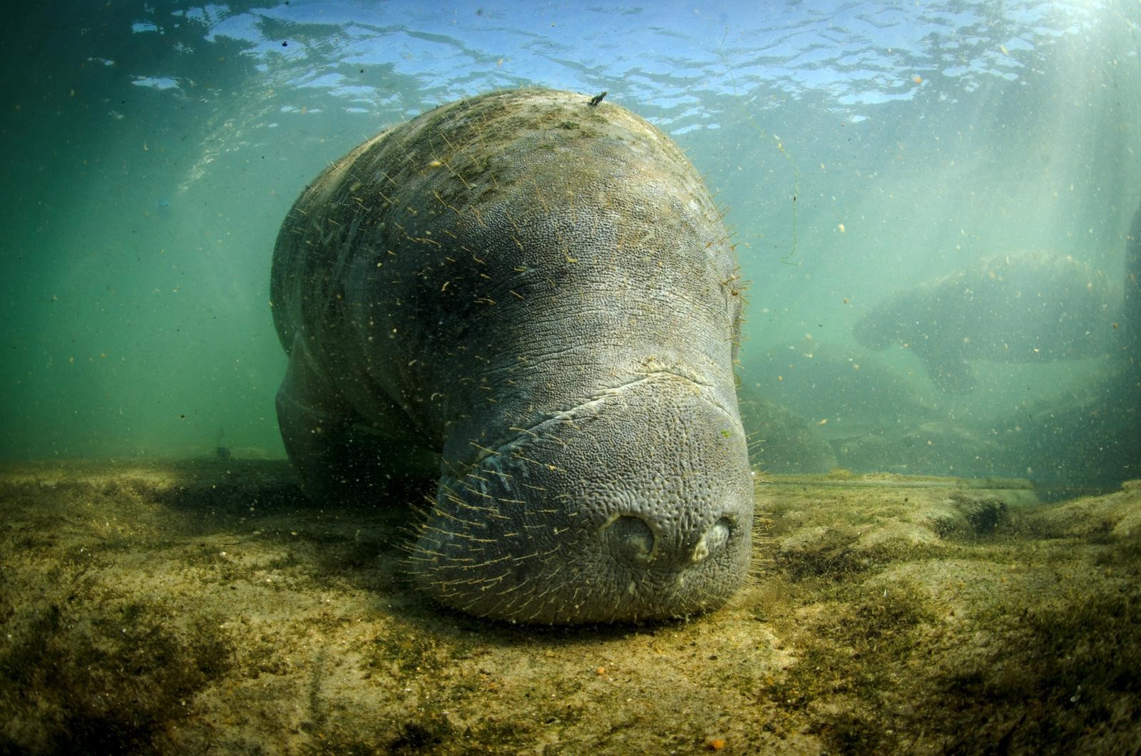 Florida Wildlife Officials Already Making Manatee Preparations For Next Winter