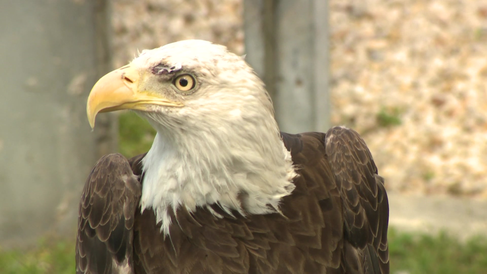 South Florida’s Bald Eagles Ron, Rita, Great Example Of Efforts To Save Endangered Species
