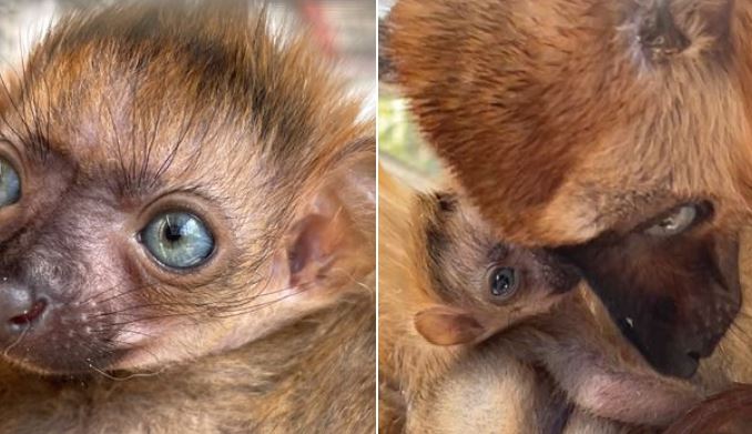 Florida Zoo Celebrates Birth Of Critically Endangered Blue-Eyed Black Lemur