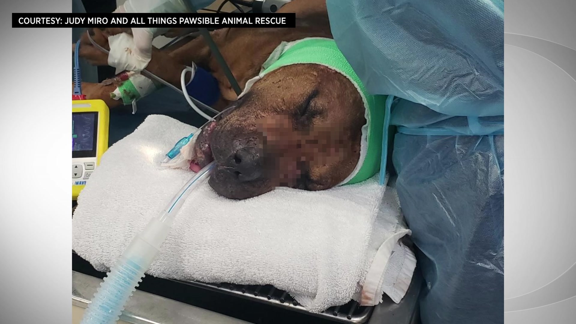 Severely Injured Dog Found Wandering South Florida Streets In Need Of Healing, Loving Fur-Ever Home
