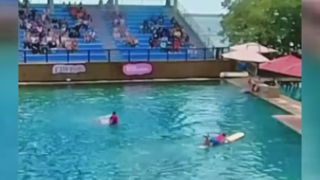 SEE IT: Dolphin Attacks Trainer During Flipper Show At Miami Seaquarium
