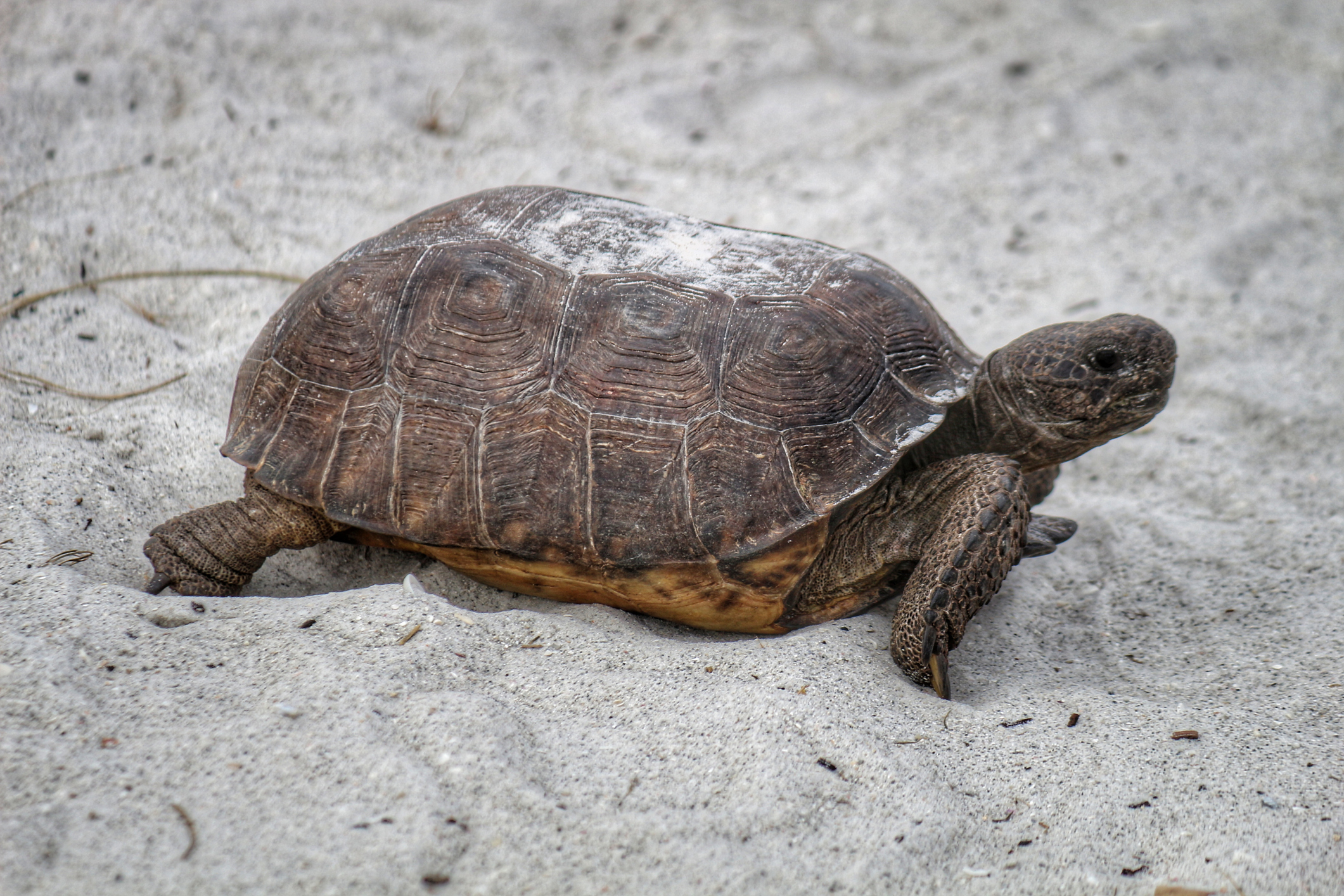 ‘Lizard King’ Gets 7 Months For Trafficking Florida Turtles