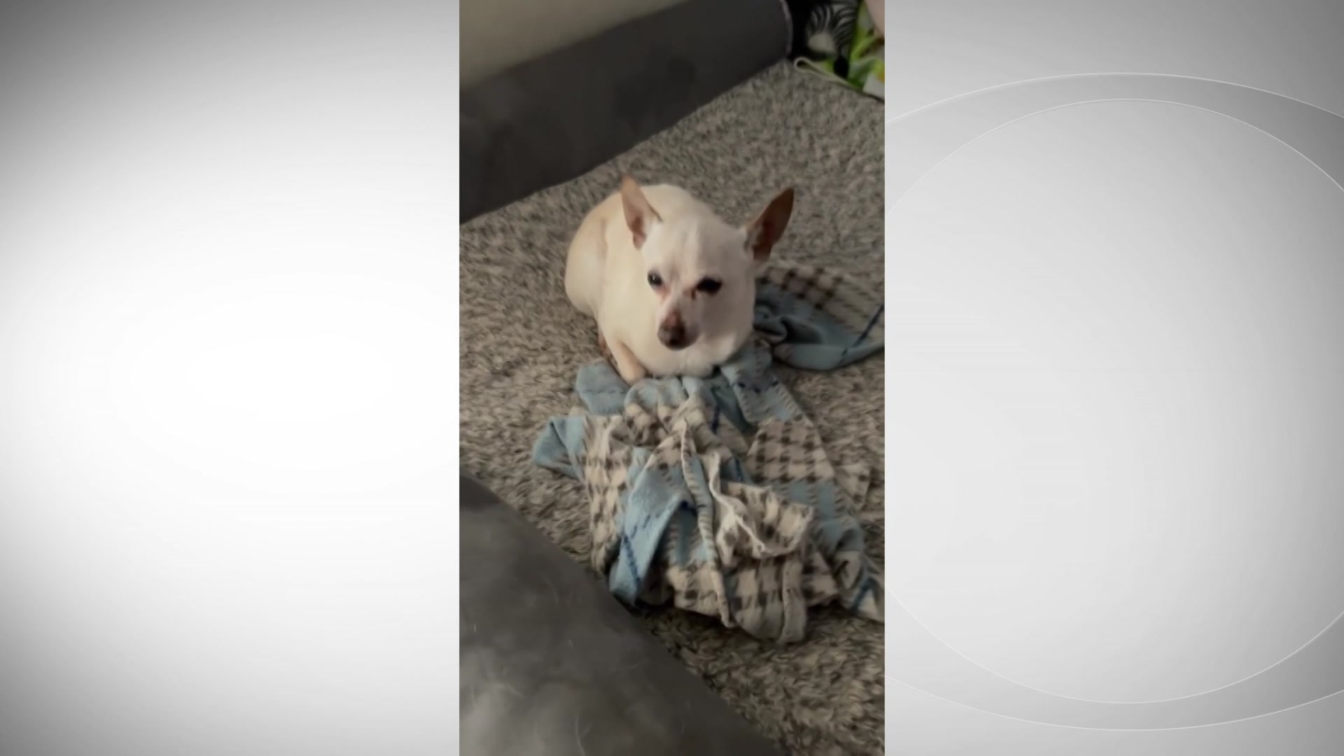 TobyKeith, A 21-Year-Old Chihuahua From Florida, Is Officially The World’s Oldest Dog
