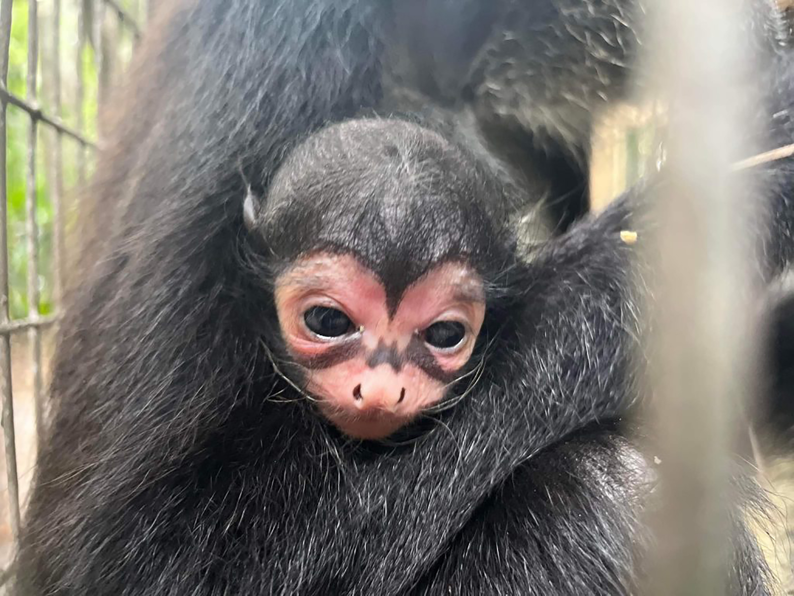 Spider Monkey With Unique ‘Batman’ Marking Born At Florida Zoo