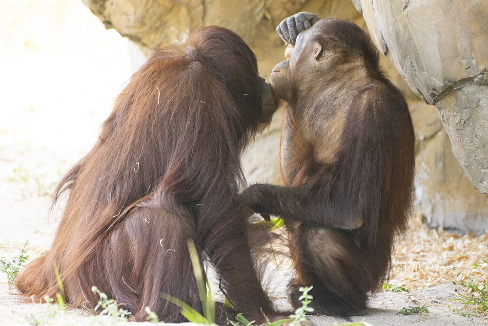 Orangutan Love Connection Being Made At ZooMiami (Hopefully)