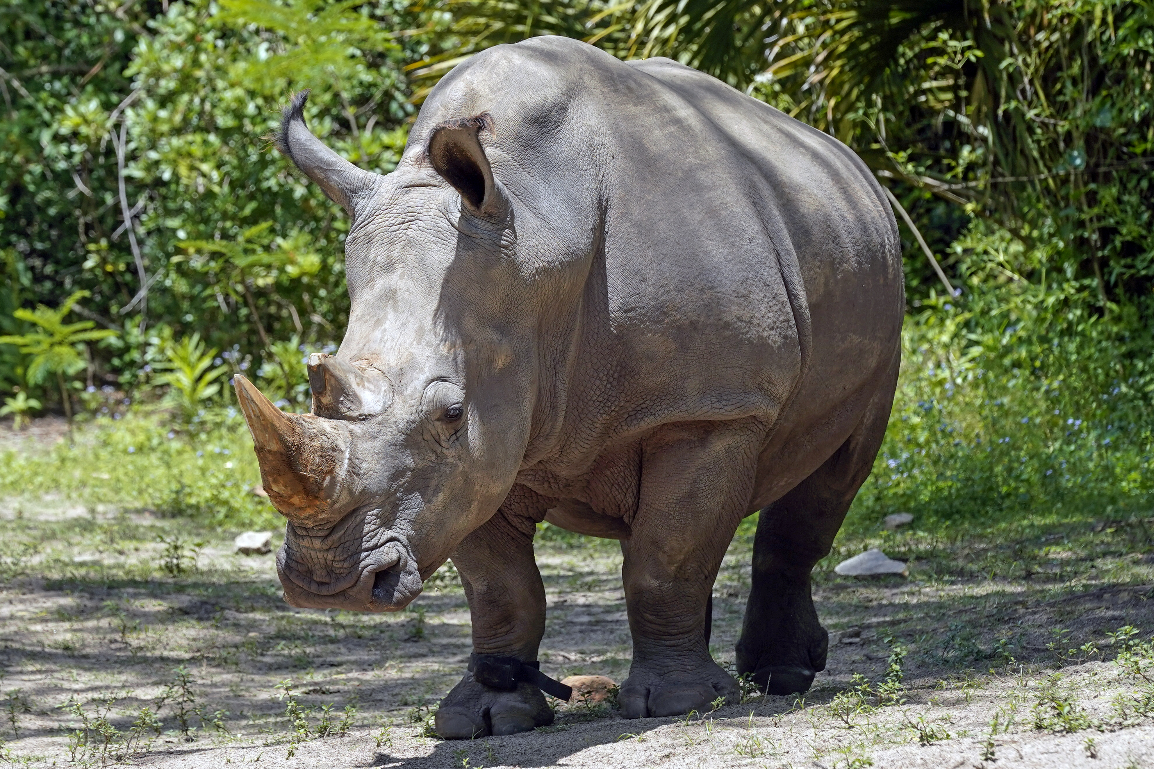 Disney World Rhino Fitted With Fitness Tracker