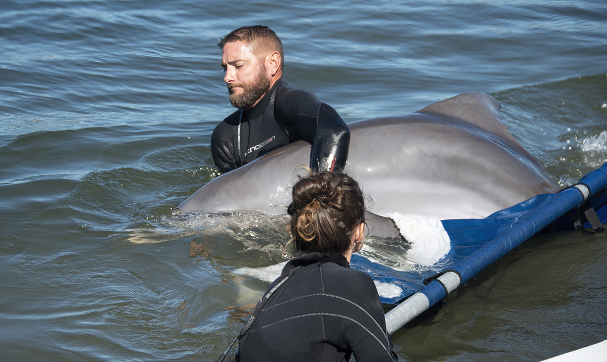 Orphaned Dolphin Finds Forever Home In Florida Keys
