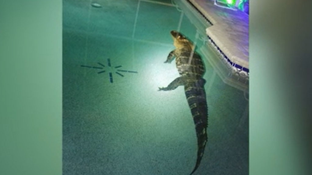 Nearly 11-Foot Gator Found Hanging Out In Florida Pool