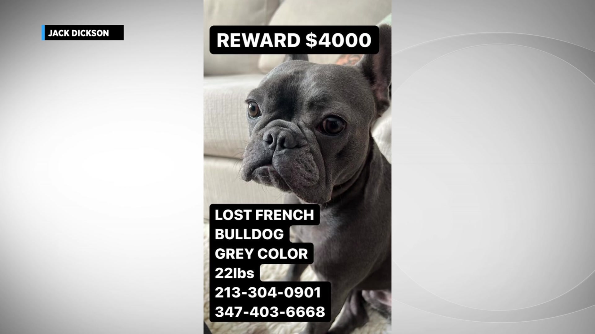 Miami Couple Expands Search For Their French Bulldog That May Have Been Stolen: ‘I Just Want Him Back’